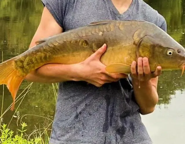 Lodge Au Bord De L'eau Les Logis De L'oumois *